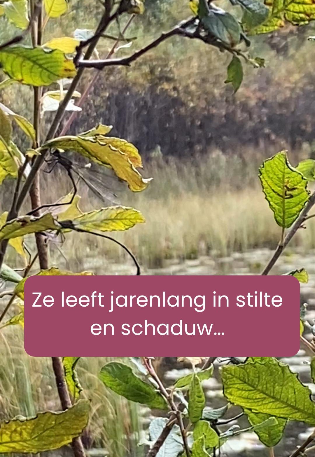 De libelle als spiegel, over tekens, transformatie en ontwaken